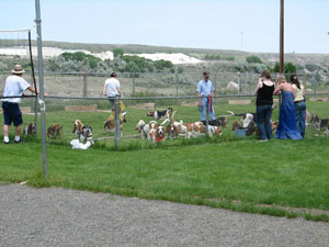 2009 Wyoming Basset Rescue Picnic