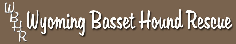 Wyoming Basset Hound Rescue and Adoption